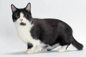 Adopting a cat from munchkin rescue or a shelter. Munchkin Cats Near Me Guide Cats For Breeding Informations