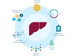 Blood flows through the liver. Hepatic Cell Inventory Lonza