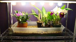 Growing Orchids Under Lights I Www Orchidsmadeeasy Com