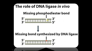 Looking for online definition of ligase in the medical dictionary? Function Of Dna Ligase In Recombinant Dna Technology Youtube