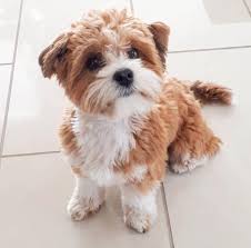 Click here to view dogs in oregon for adoption. Havanese Dogs For Sale In Adorable Havanese Forsale Facebook