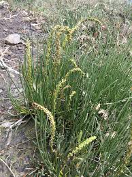 Image result for Triglochin