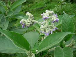 Image result for Solanum mauritianum