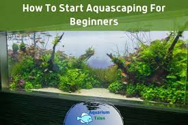 Very low there are two varieties of anubias that a beginner can use. How To Start Aquascaping For Beginners A Complete Step By Step Guide