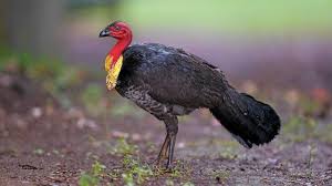 Police the convenient food sources. Dealing With Brush Turkeys The Bird With The Bad Reputation Daily Telegraph