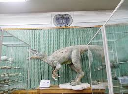 Istorii vesele şi triste din grădinile de vară ale capitalei. Muzeul De Istorie NaturalÄƒ IaÈ™i Din IaÈ™i Planiada