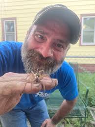 A mother wolf spider carrying her nopelings..