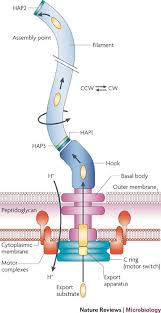 Maybe you would like to learn more about one of these? The Surprisingly Diverse Ways That Prokaryotes Move Nature Reviews Microbiology