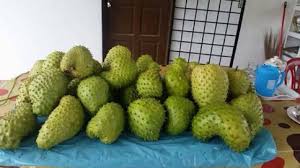 Pokok grafted , cepat berbuah 2. Baja Pokok Durian Belanda 1000gram Shopee Malaysia