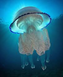 الاستمتاع بجمال بعض المخلوقات كاف عن بعد فالاقتراب من قنديل البحر ريزوستوما بولمو ذي اللون ال Jellyfish Photography Blue Jellyfish Underwater Photography