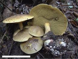 Image result for Suillus wasatchicus