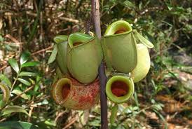 Dapatkan lemang periuk kera segera. Kalau Ada Orang Hidang Lemang Periuk Kera Raya Nanti Jangan Makan Ini Sebabnya