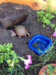 Box turtles aren't the most affectionate of pets, but if you keep them in groups you'll be able to observe a variety of social behaviors as they interact with each other. Pin On Awesome Tortoise Habitat