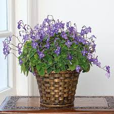 Maybe you would like to learn more about one of these? Months Of Flowering Houseplants White Flower Farm Hanging Plants Fairy Garden Plants