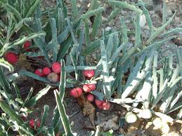 Image result for Adenia repanda