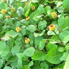 Image result for Acmella