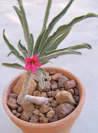 Image result for Adenium oleifolium