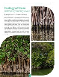 Red mangrove (Rhizophora mangle) along the shore of Río San Pedro