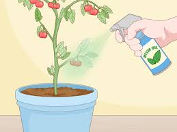 We did not find results for: 3 Ways To Prevent Spider Mites On Tomato Plants Wikihow