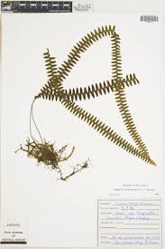 Image result for Grammitis