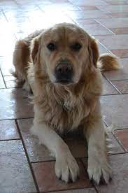 Tiervermittlung Chipeur Ein Golden Retriever Rude Sucht Ganz Dringend Ein Neues Zuhause Katzen Tiervermittlung Freiburg Lorrach Basel Colmar Grenzenlose Hilfe Fur Tiere Sans Frontieres