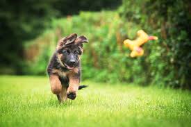 It only requires a bit of work and a basic understanding about german shepherd. Eight Mind Games For German Shepherds You Should Try Now