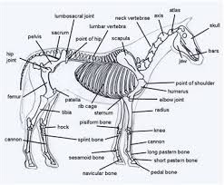 This printable quiz will test your general knowledge about horses … Diagram Of Horse Body Parts