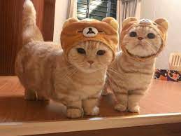 猫 おしゃれまとめの人気アイデア pinterest andrew otaku 子猫 かわいい猫 キュートな猫
