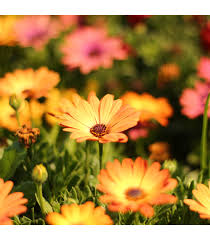 Image result for paprskovka obrázek