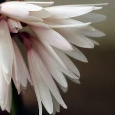 Image result for Cyrtanthus welwitschii