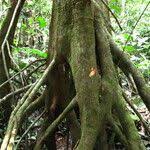 Image result for Uapaca guineensis