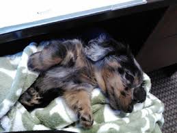 We found 82 'dachshund' adverts for you in 'dogs and puppies', in the uk and ireland. Dapple Dachshund Puppies For Sale In Illinois Zoe Fans Blog Dapple Dachshund Dachshund Puppies Dapple Dachshund Puppy