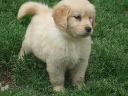 Finding your ideal puppy can be a challenge with all the scammers if you hear about puppy mills when searching for puppies for sale austin texas, these are if you are looking for puppies for sale in austin tx, we can help you find golden retrievers. Golden Retriever Puppies For Sale For Sale In Austin Texas Classified Americanlisted Com
