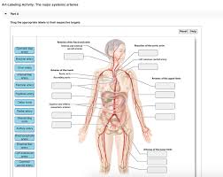 Anterior view of the lower extremity 17p image quiz. Solved Art Labeling Activity The Major Systemic Arteries Chegg Com