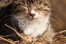 Komik Kedi Stok Fotograflari Freeimages Com