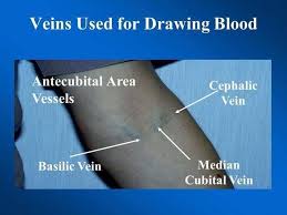 Free learning resources for students covering all major areas of biology. Veins Used For Drawing Blood Love To Study Medicine Facebook