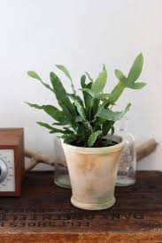 During the fall and winter months, many homes become inhospitable environments for houseplants. Office Hours 10 Indoor Plants To Dress Up A Desktop Gardenista