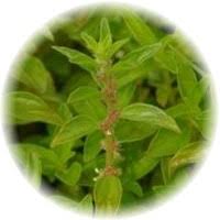 Image result for Pouzolzia