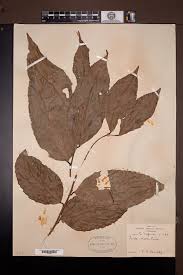 Image result for Panda oleosa