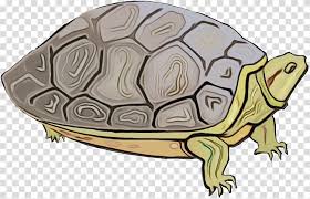 Pond Box Turtles Snapping Turtles Tortoise Tortoise M Toad Cartoon Animal Transparent Background Png Clipart Hiclipart 15,559 pond cartoons on gograph. pond box turtles snapping turtles
