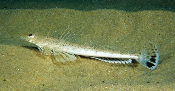 Platycephalus bassensis