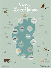 Lake Tahoe Species Invasives Infographic 2014 06 08 Lake Tahoe Fishing Lake Tahoe Tahoe