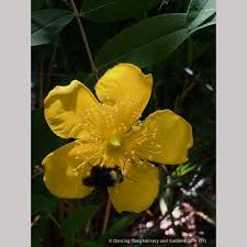 Image result for Hypericum humbertii