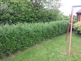 Wann kann man liguster schneiden? Schwarzgruner Liguster Atrovirens Ligustrum Vulgare Atrovirens Baumschule Horstmann