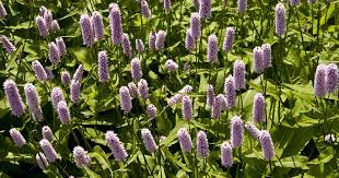 Browse pictures and read growth / cultivation information about species orchid, dove orchid, holy ghost orchid, stately peristeria (peristeria elata) supplied by member gardeners in the plantfiles. Where Do Ghost Orchids Grow Ghost Orchid Information And Facts Blog Wicker Home Patio Furniture