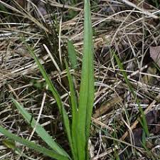 Image result for Hypoxis bampsiana