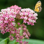 Getting Started with Native Plants