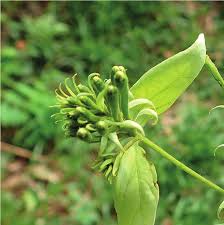 Image result for Combretum falcatum