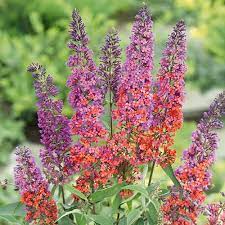 Buddleia Flower Power