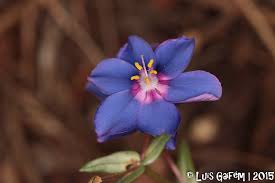 Image result for Lysimachia monelli